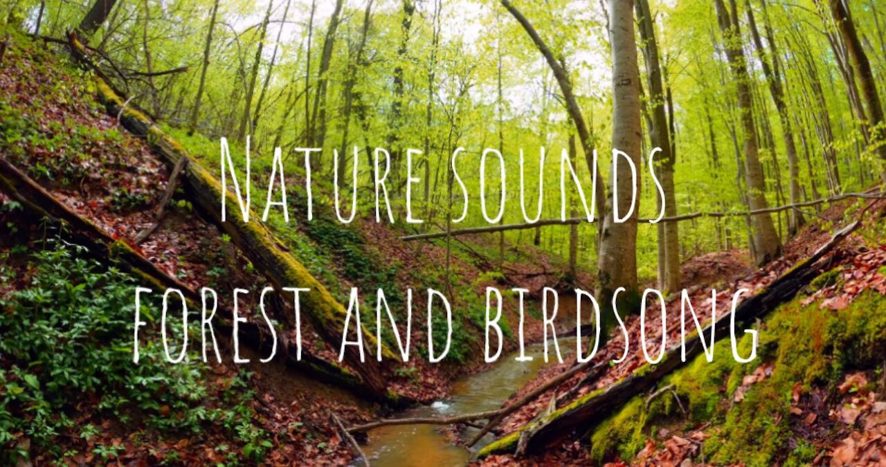 Nature sounds for relaxation and meditation - forest stream and birdsong
