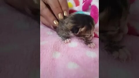 Teeny tiny kitten drinking teeny tiny bottle
