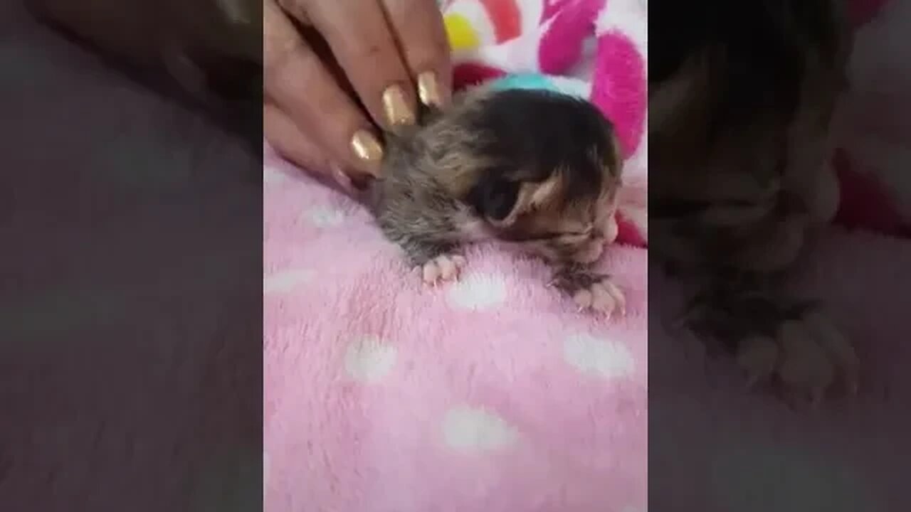 Teeny tiny kitten drinking teeny tiny bottle