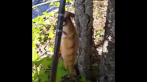 1 perca de rio solitario