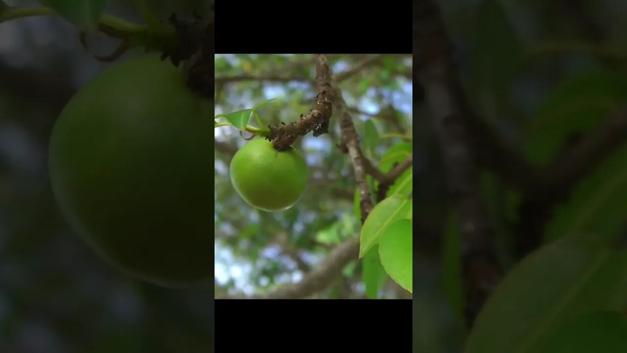 The most dangerous tree on the planet #tree #bigtrees #humanity #treekiller #trees #manchineeltree