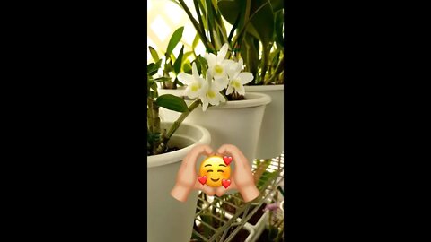 ❤️Need a Pick Me Up? ❤️ WATCH This 🤗 #ninjaorchids #shorts