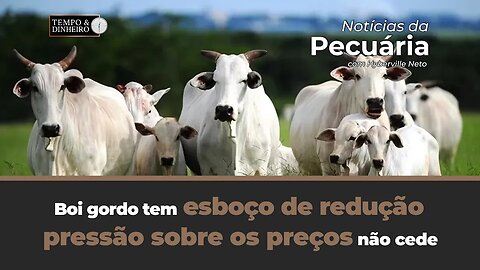 Boi gordo tem esboço de redução da oferta enquanto pressão sobre os preços não cede.