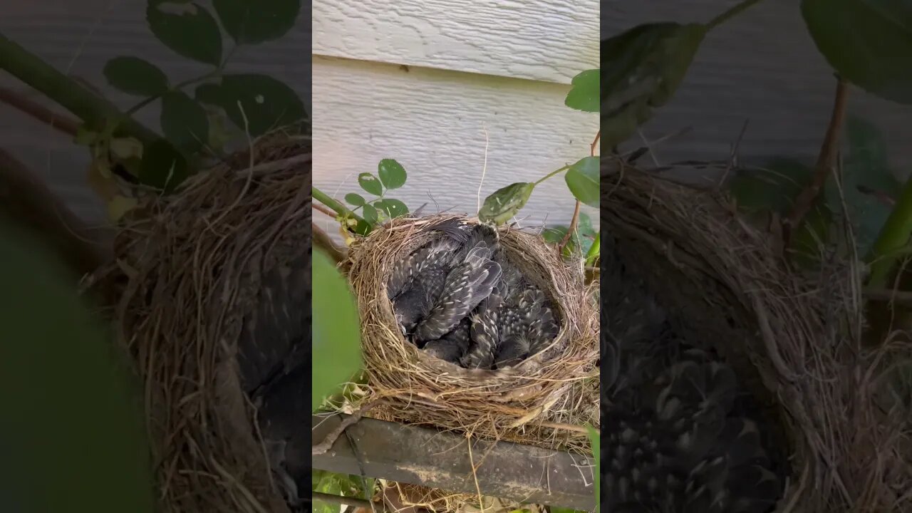 Third check on baby robins. It blows my mind how fast they’re growing!