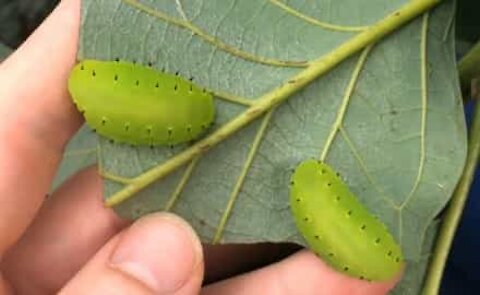 Deux insectes vert fluo dévorent une feuille d'avocatier