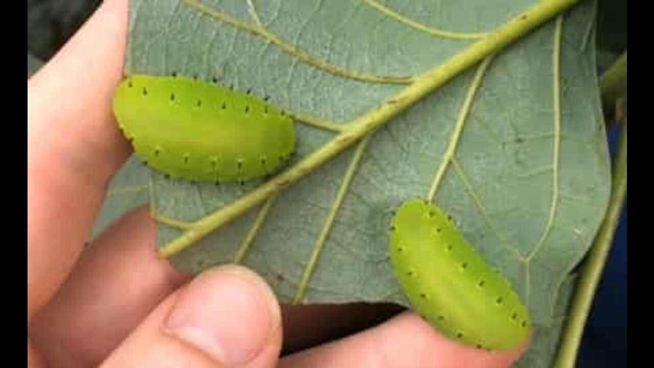 Deux insectes vert fluo dévorent une feuille d'avocatier