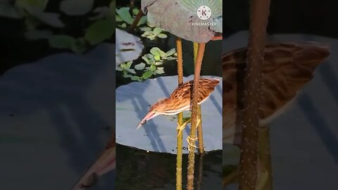 Bird hunting a fish #birds #birdsshorts #viral