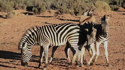 Amazing new video about the life of horses and zebras