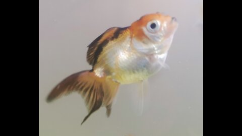 Watching Oranda Goldfish Grow Up 2019