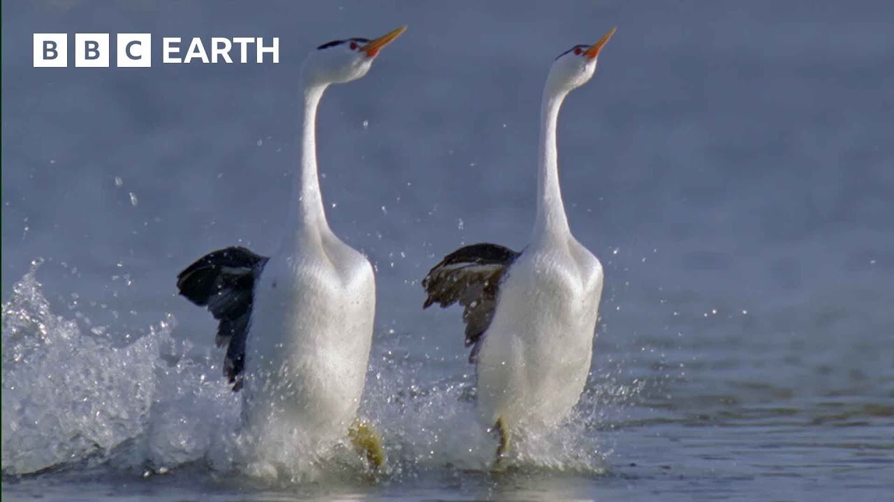 These Birds Can Walk On Water | Earth's Great Seasons | BBC Earth