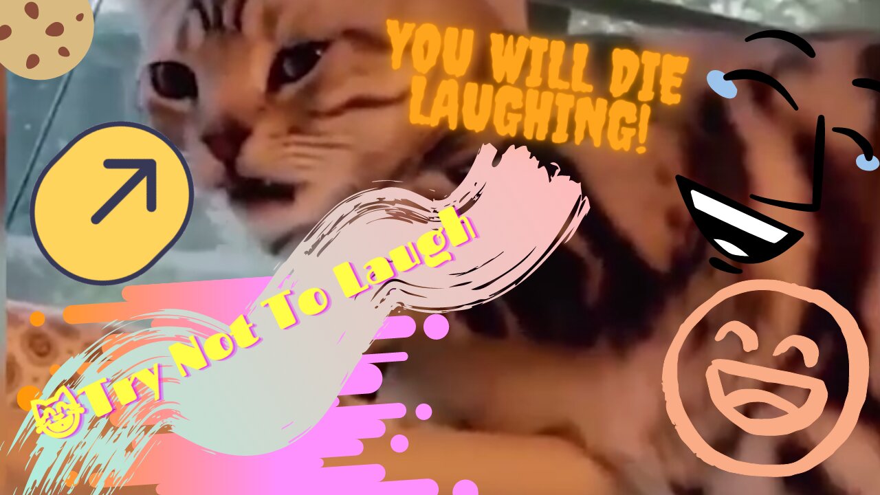 🐱It's TIME for LAUGH🐱! Funny Cat Video to Keep You Smiling 2021! 🐱