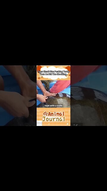 Tiger Shark Tried His Best To Push the Turtle,Then He Did Something Shocking #shorts