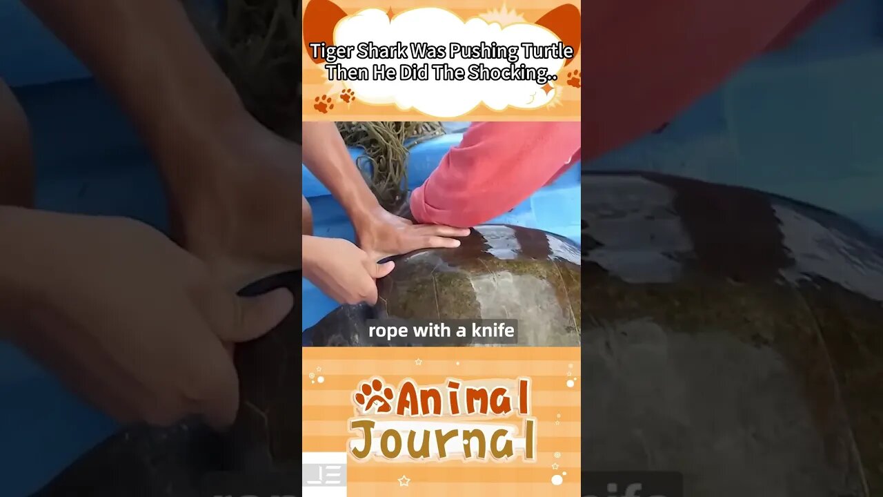 Tiger Shark Tried His Best To Push the Turtle,Then He Did Something Shocking #shorts