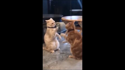 Funny animal videos 2024 - Funny cats/ Dogs