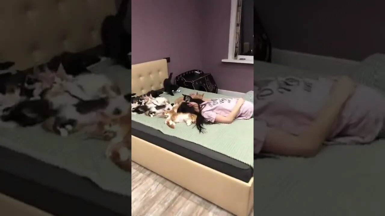 #shorts Смешные Коты Из Тик Тока 220 Funny Cats From Tiktok