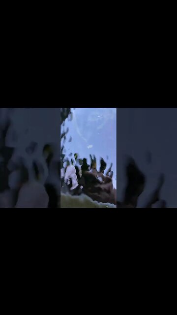 Blizzard 2022 update on goldfish tanks