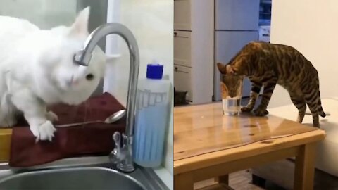 Smart Cat VS Unintelligent Cat Drinking Water