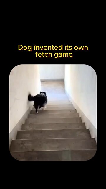 Dog invented he’s own in house fetch game 😂