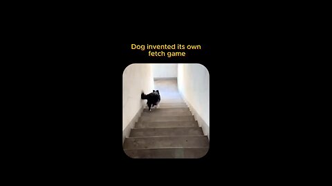 Dog invented he’s own in house fetch game 😂