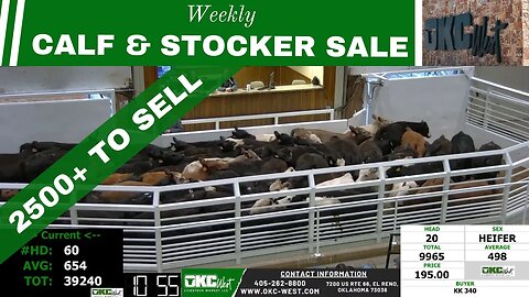 3/7/2023 - OKC West Calf and Stocker Auction