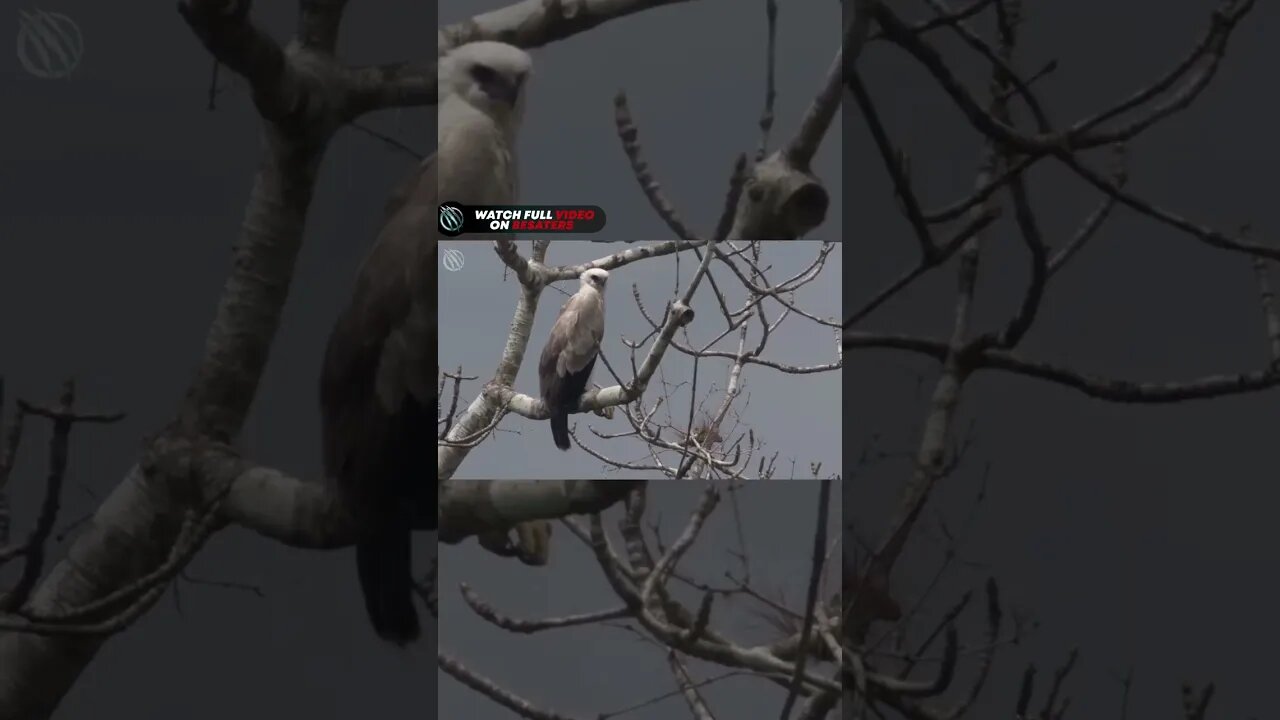 HARPY EAGLE ─ A Fierce Hunter of Monkeys and Sloths