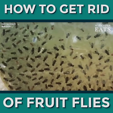 How to Get Rid of Fruit Flies