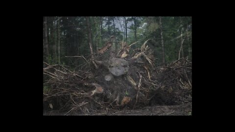 Butterflies and more