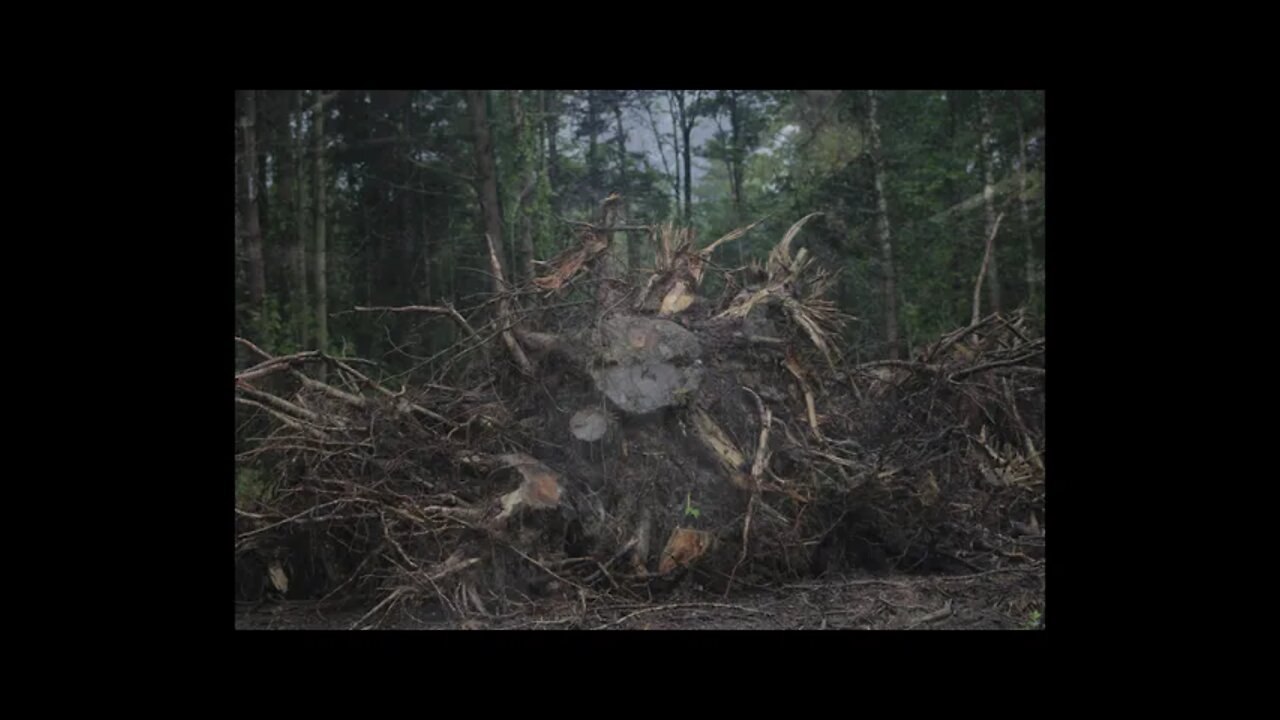 Butterflies and more