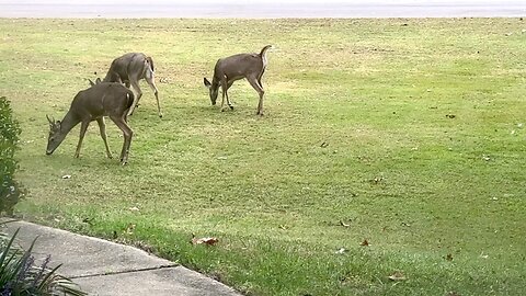 It’s all about Deer on our Yard.