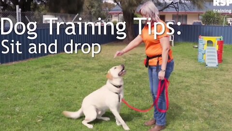 Dog training : How to teach your dog