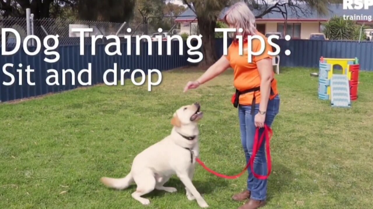 Dog training : How to teach your dog