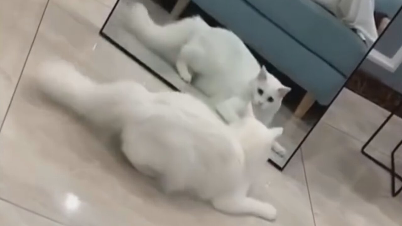 Cat confused after sees him in a mirror.