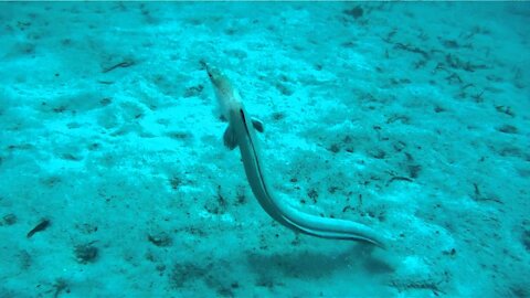 Amazing snake eel hunts and catches prey