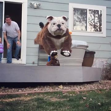 "Bully-Mammoth" majestically leaps in epic slow motion