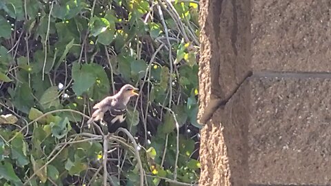 Bird in a Bush