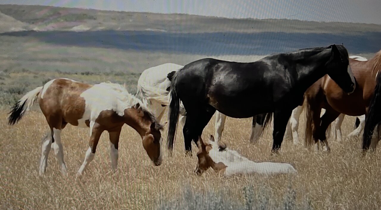 WHOA Wild Horses of America Ep 5 McCullough Peaks in Wyoming b Karen King