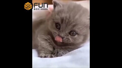 Ethiopian Funny pets videos compilation of The 2020 Animal Videos Pet cat and dogs videos 😁