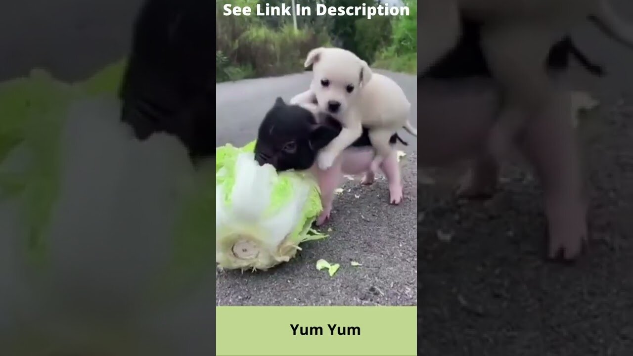 Cute Animals - Funny Animal Videos