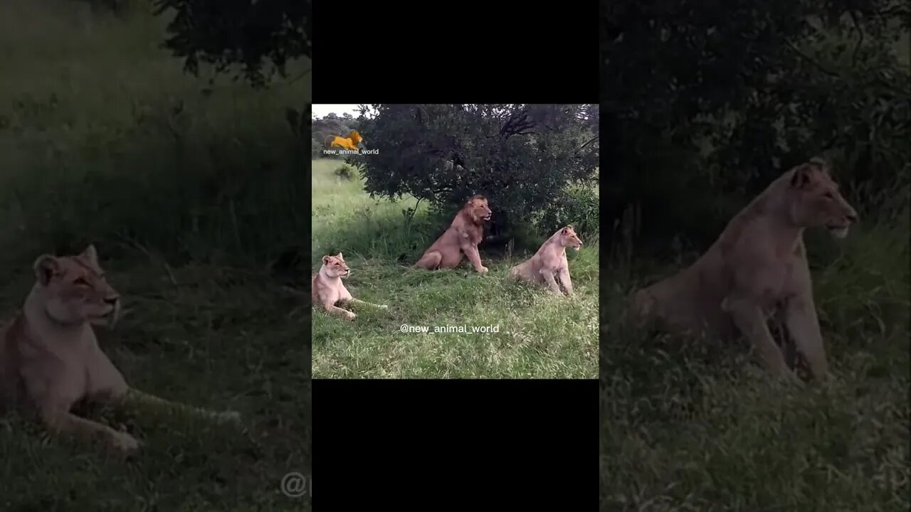 lucky pig found these lions just wanna chill 😎 #pig #lion