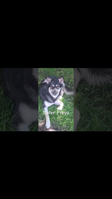 Meet Maple's Friends #doggo #dogs #dogshorts #shorts #cutedogs