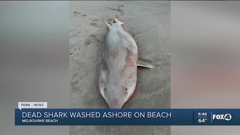 Dead shark