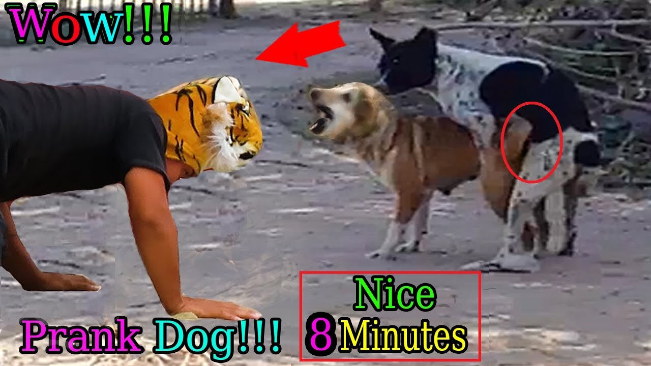 Wow Nice Fake Tiger Prank Dog Fly Try To Stop Laugh Challenge Pranks