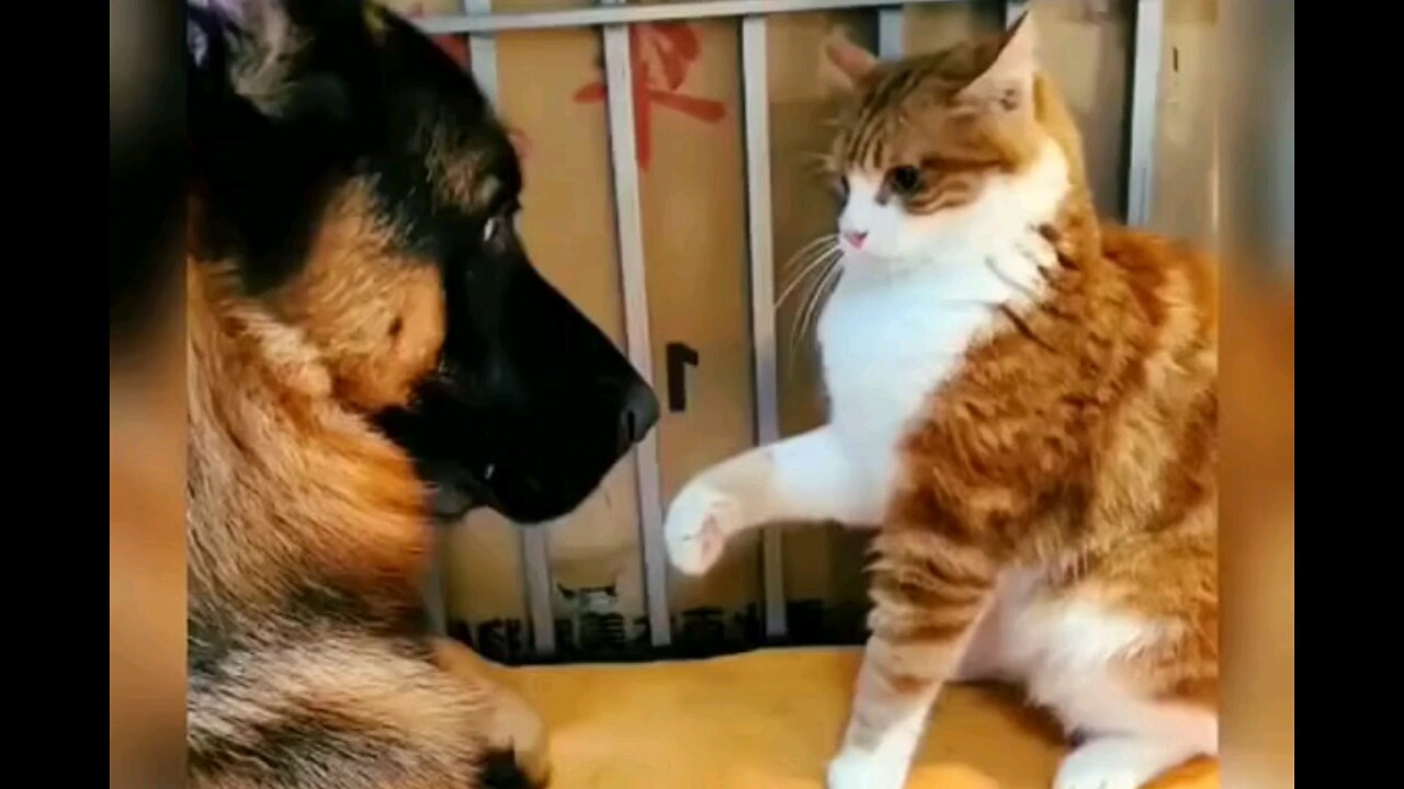 funny Dog and cat 😂 trending video