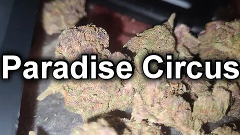 THCA Paradise Circus | 𝗗𝗥 𝗚𝗔𝗡𝗝𝗔