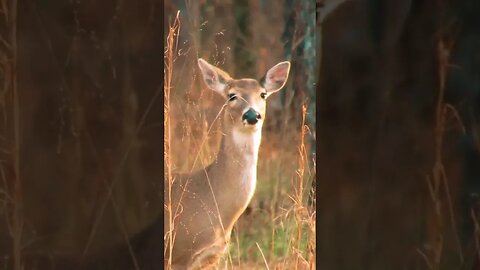 deer at Chickamauga Battlefield