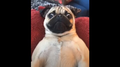 Funny dogs Complitaion Laugh with dogs and relax #shorts