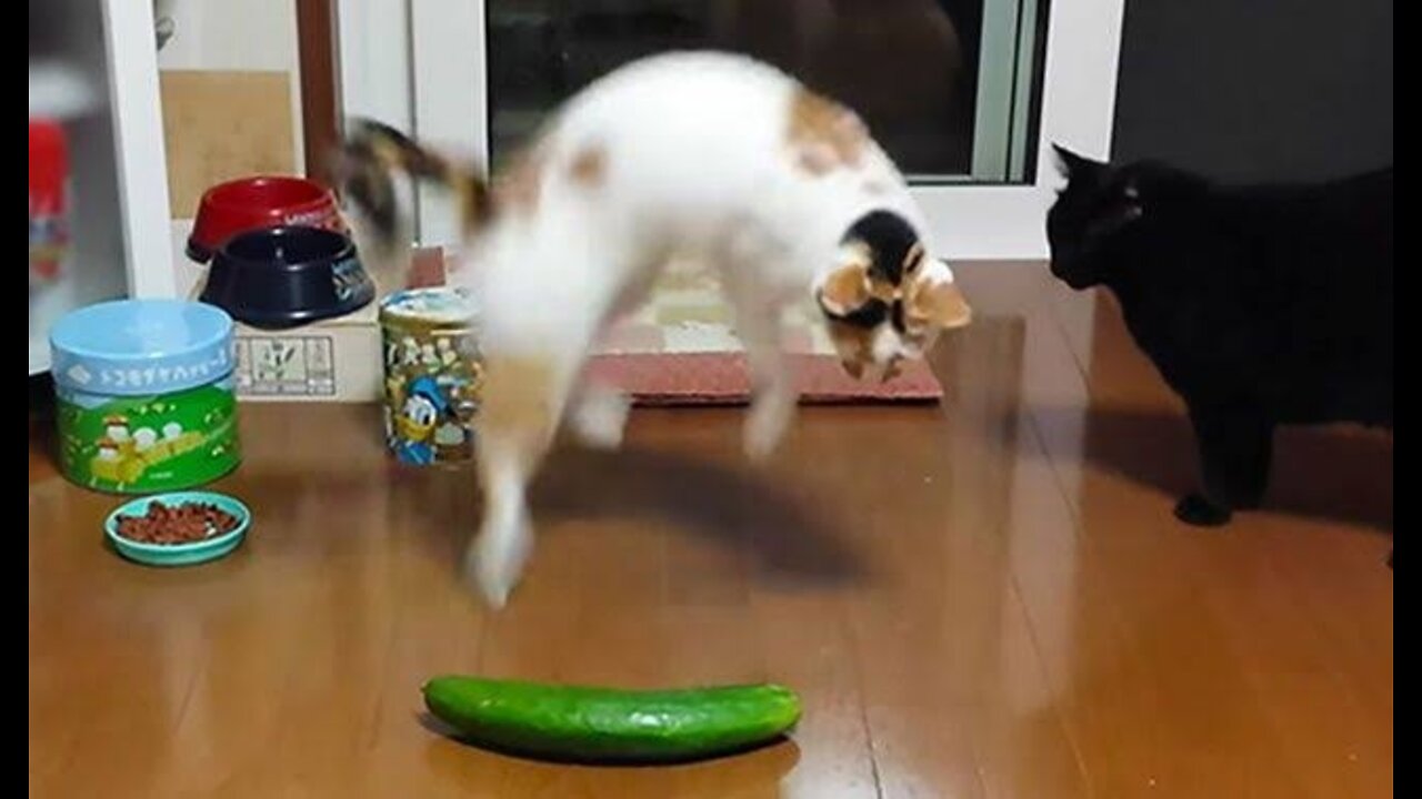 Cats vs Cucumber