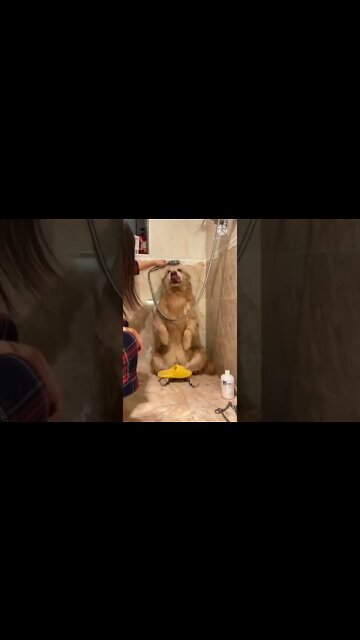 Baby dogs😺cute and funny 🐶 dog videos | funny pappy video 2022 #short #viral dog training