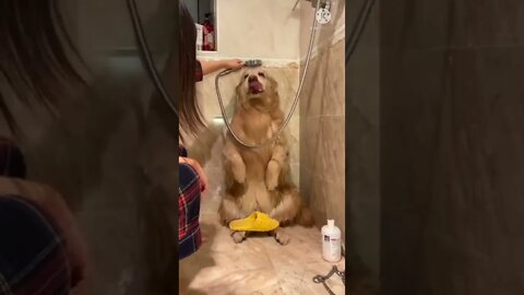 Baby dogs😺cute and funny 🐶 dog videos | funny pappy video 2022 #short #viral dog training