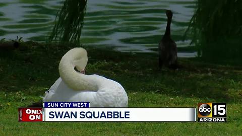 Possible solution to save Sun City West swans